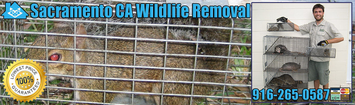 Sacramento Wildlife and Animal Removal